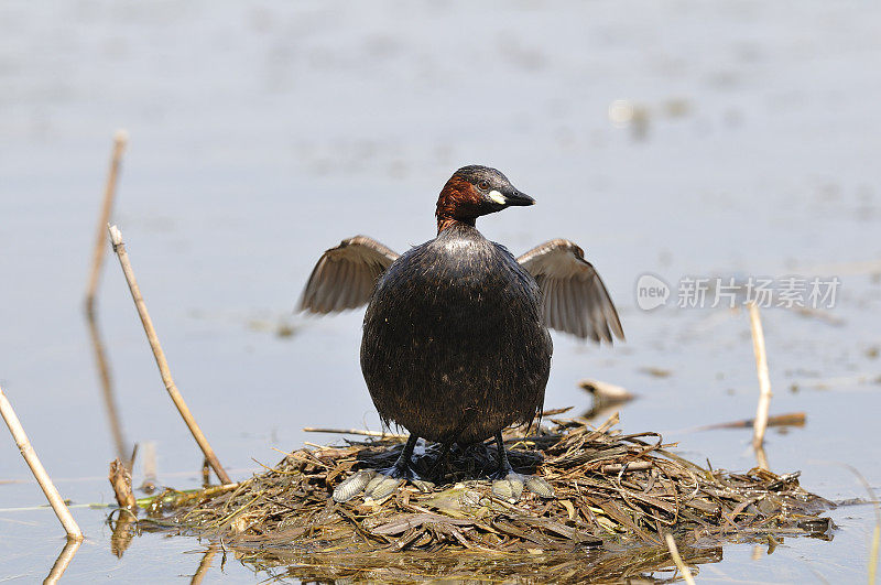 小Grebe (Tachybaptus ruficollis)